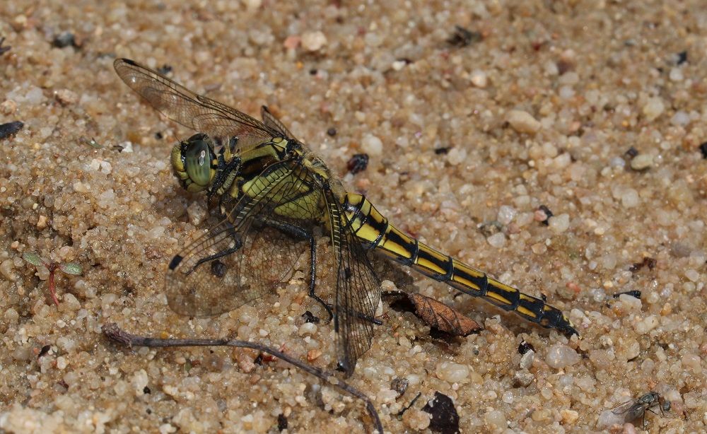 Orthetrum cancellatum