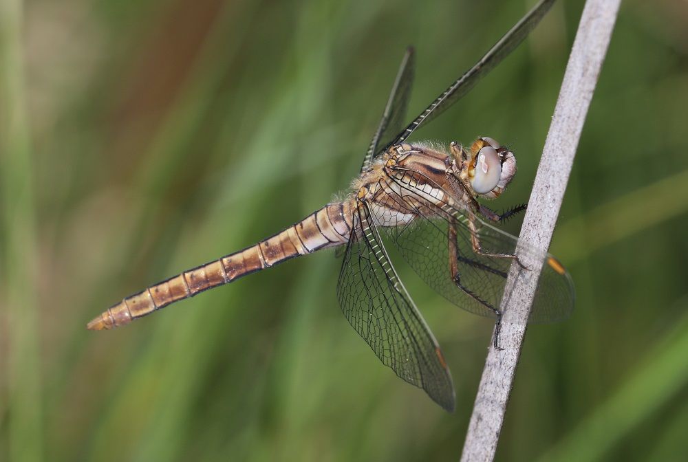 Orthetrum brunneum