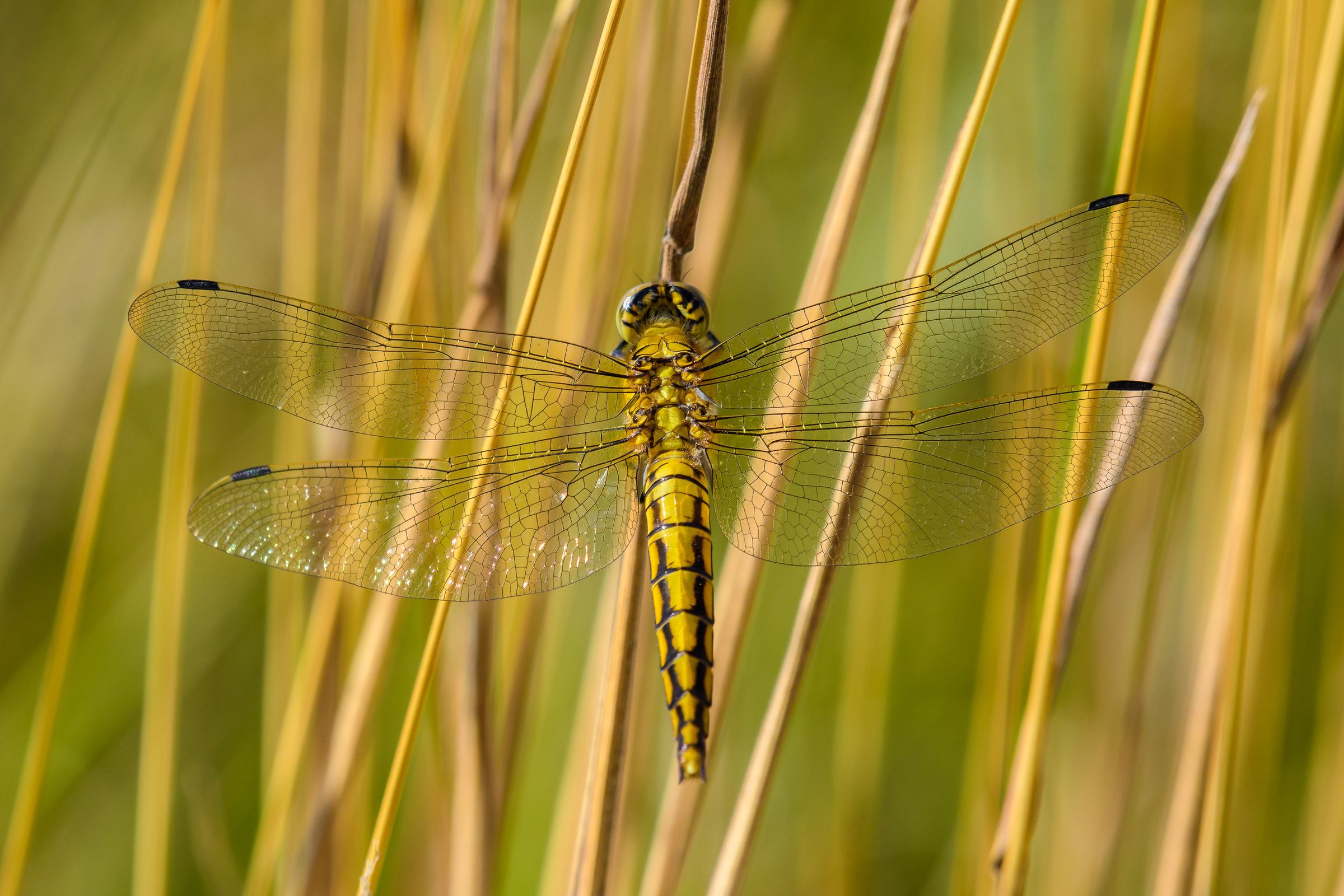 Orthetrum cancellatum