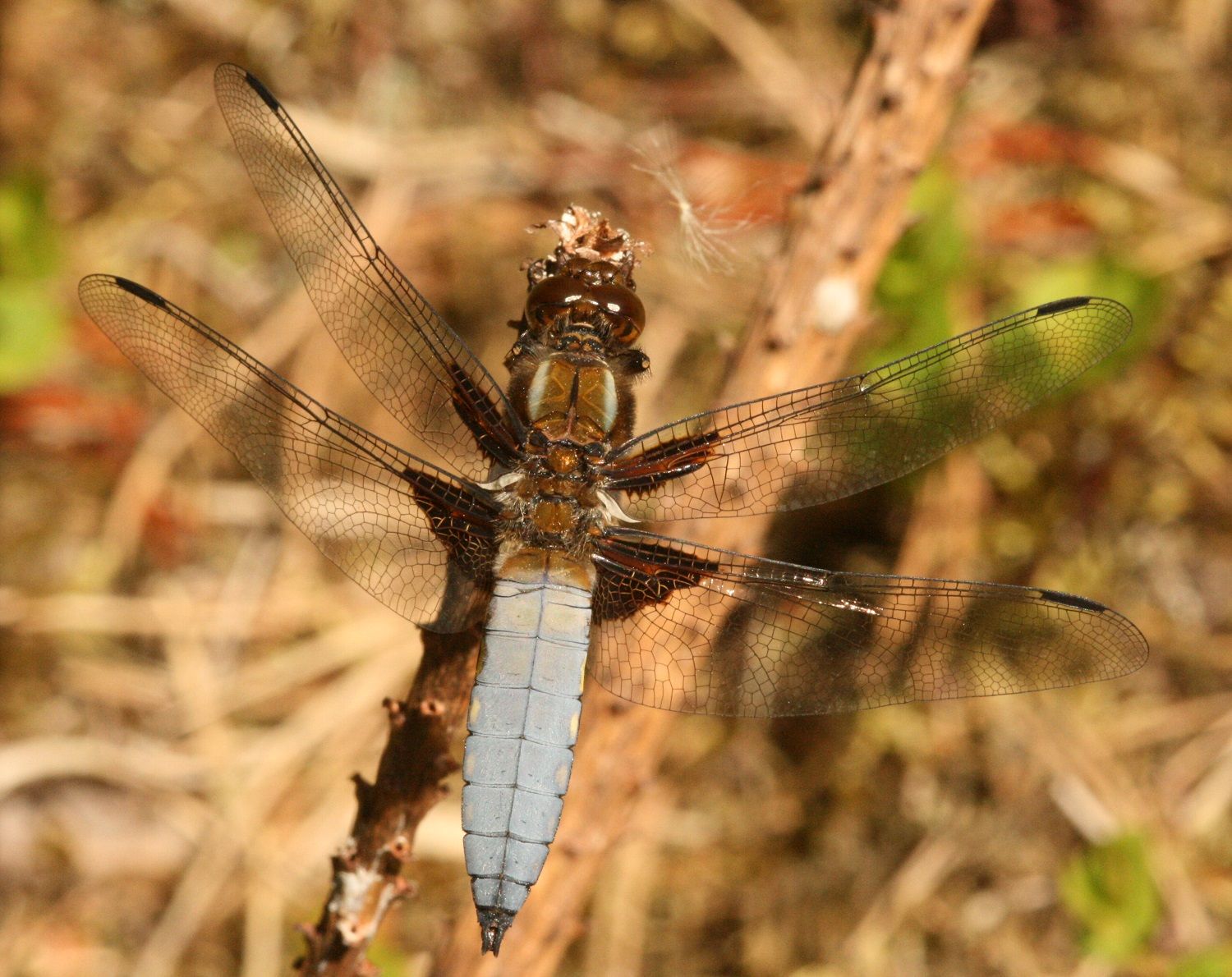 Libellula depressa