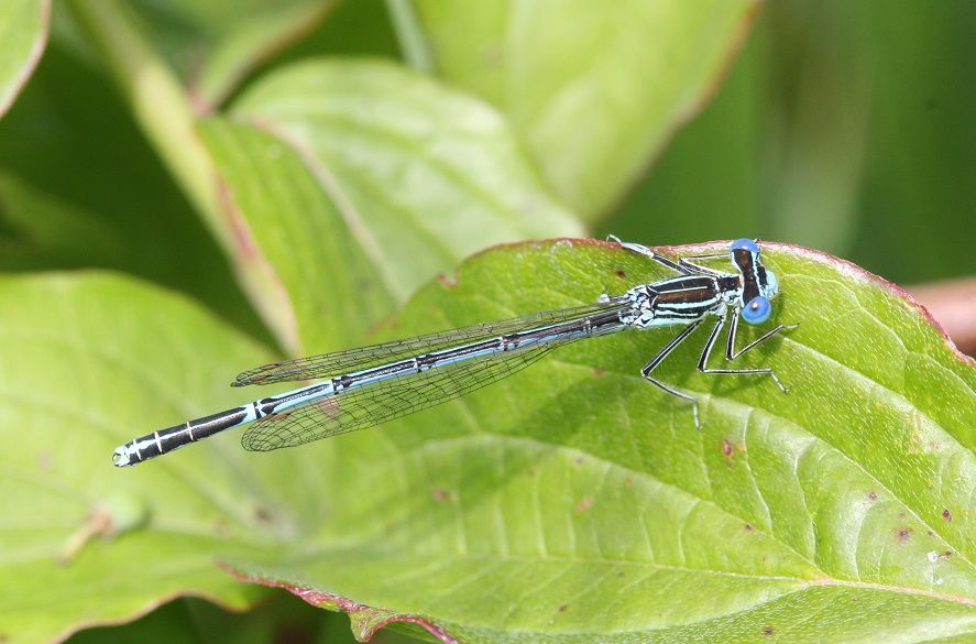 Platycnemis pennipes