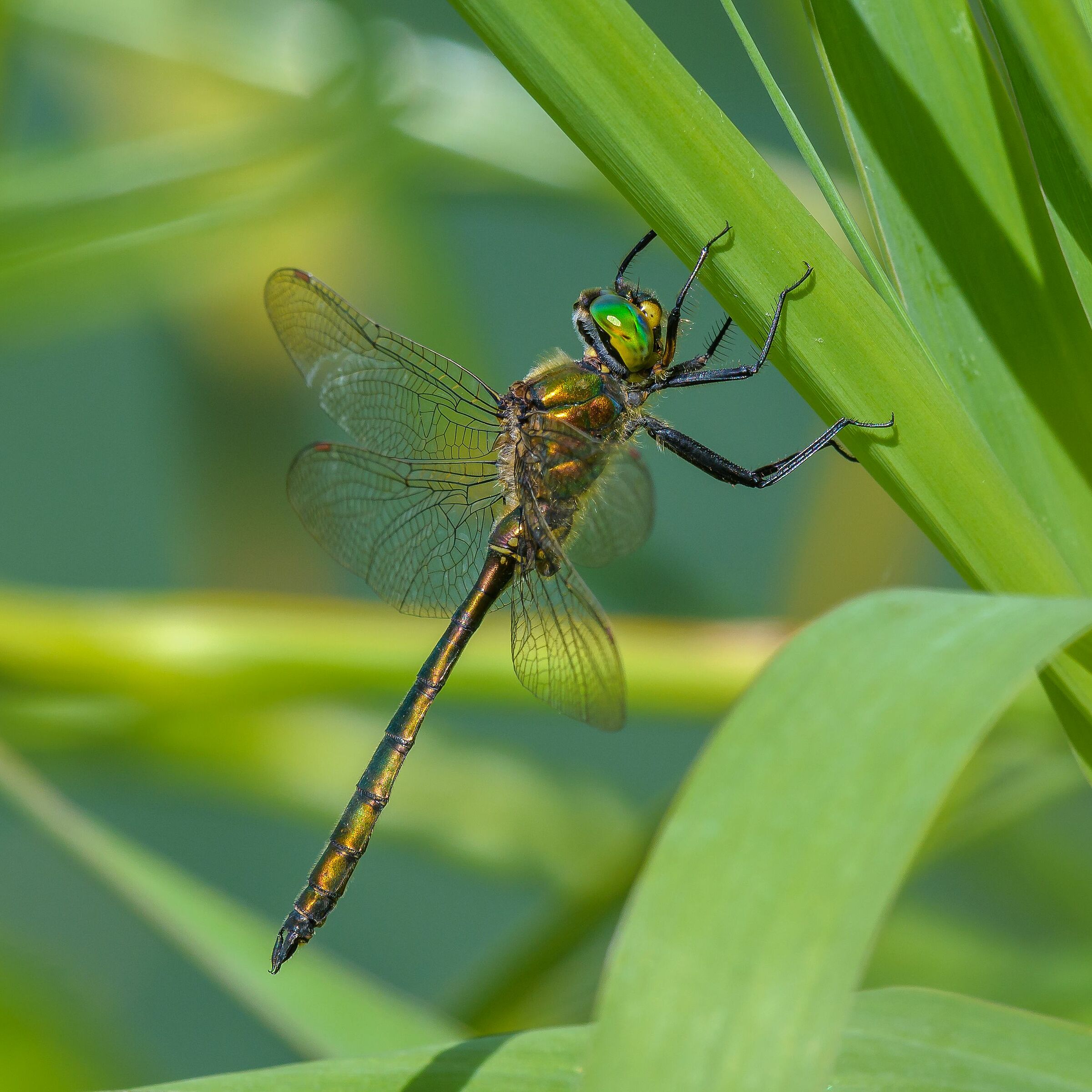 Somatochlora metallica