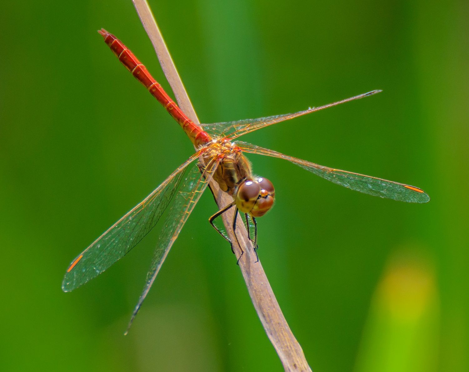Sympetrum meridionale