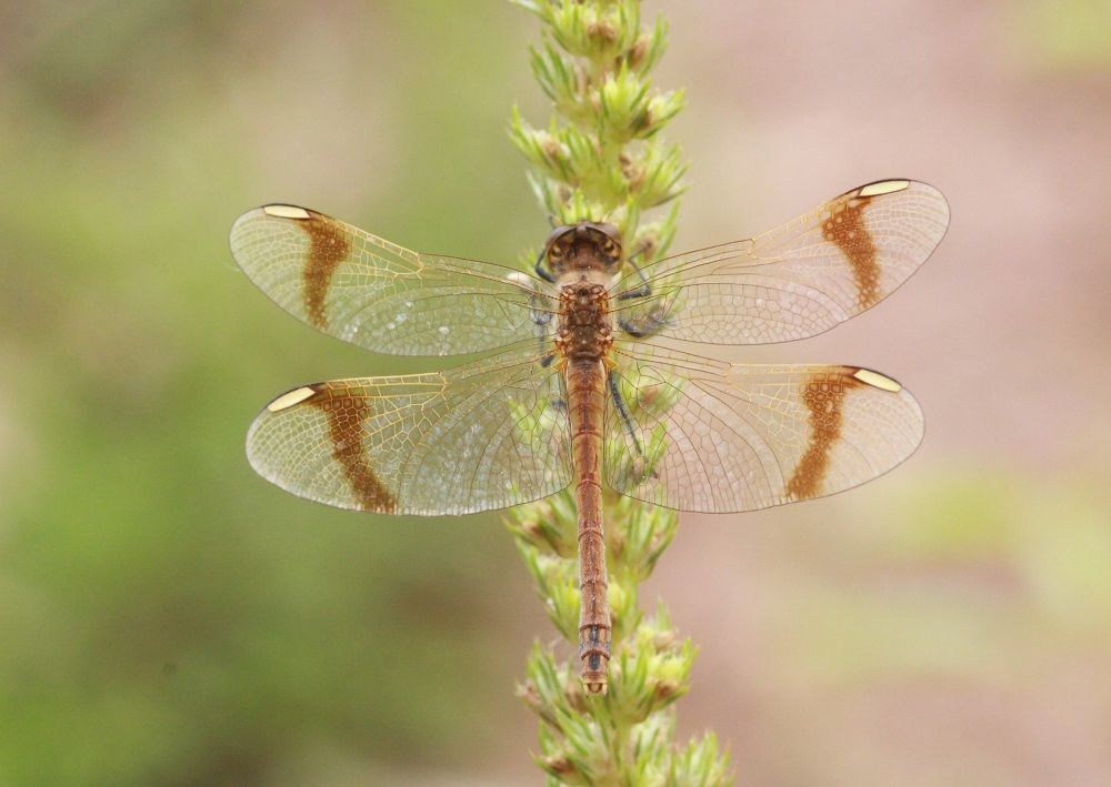 Sympetrum pedemontanum