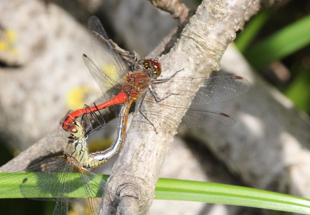 Sympetrum sanguineum