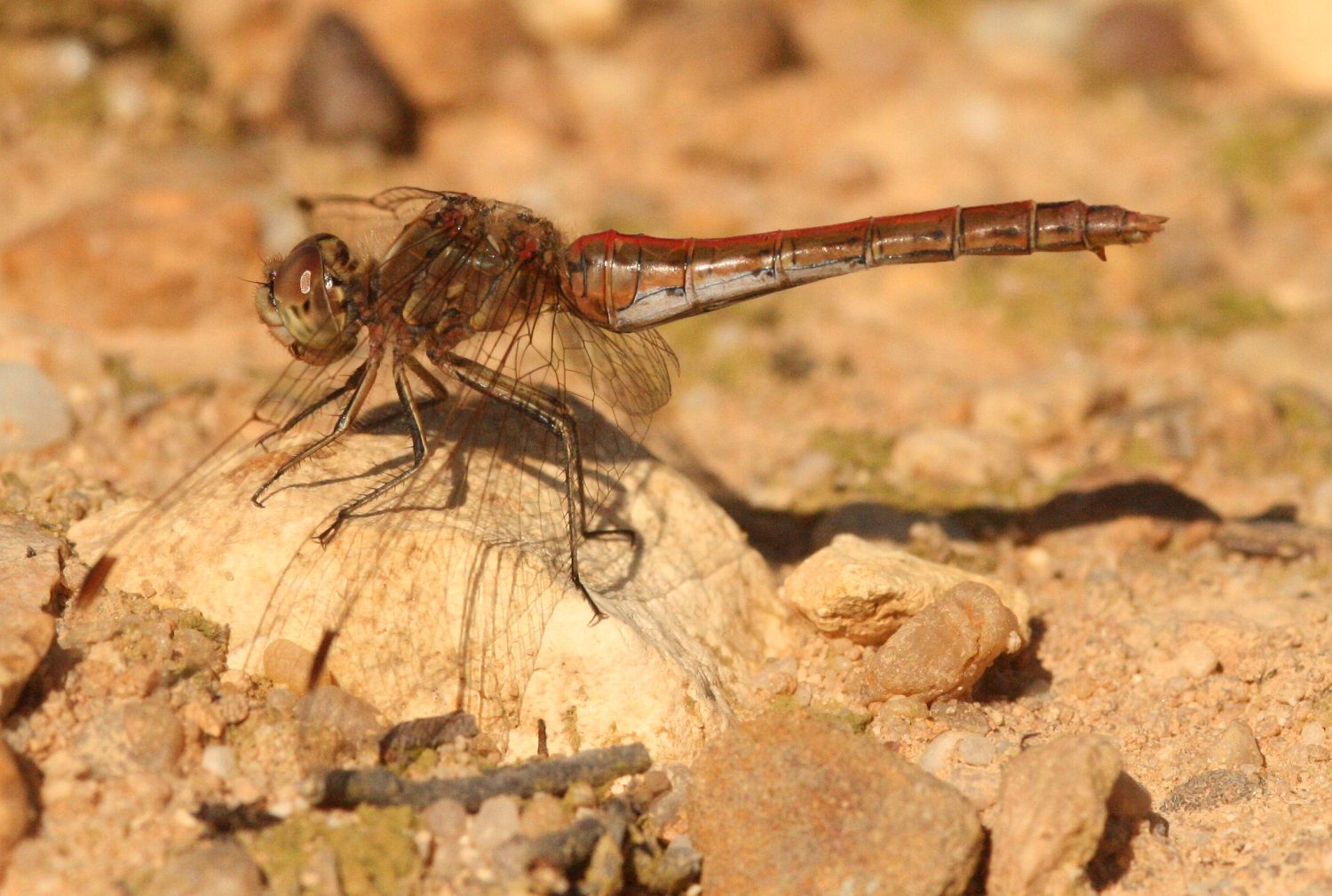 Sympetrum vulgatum