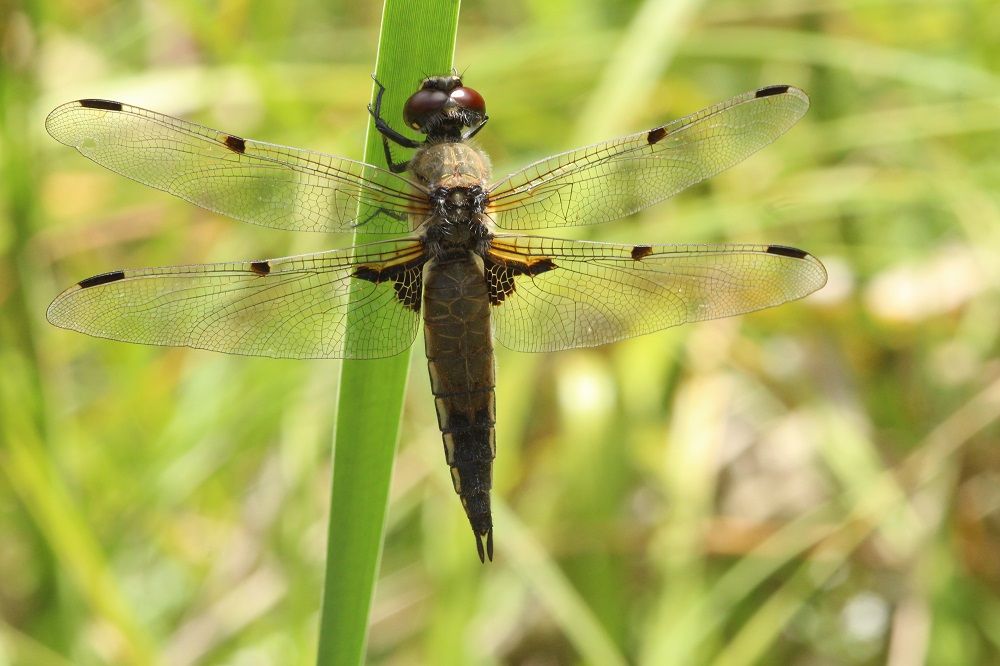 Libellula quadrimaculata
