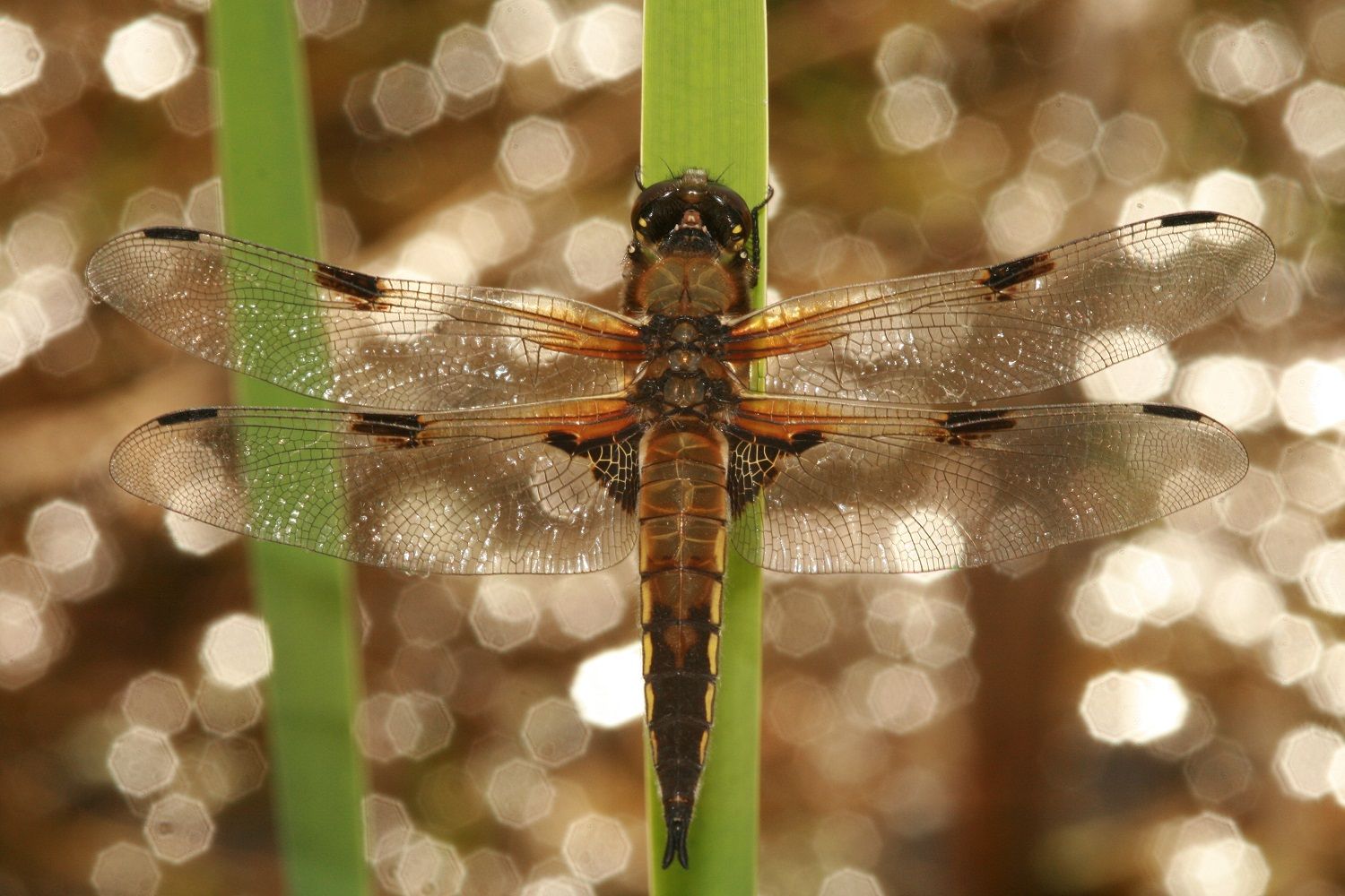 Libellula quadrimaculata