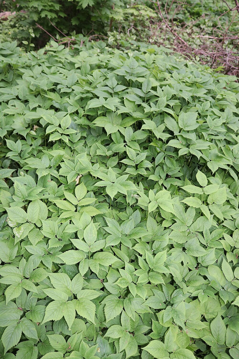 Giersch - Blätter (Foto: Wolfgang Dötsch) Giersch - Blätter