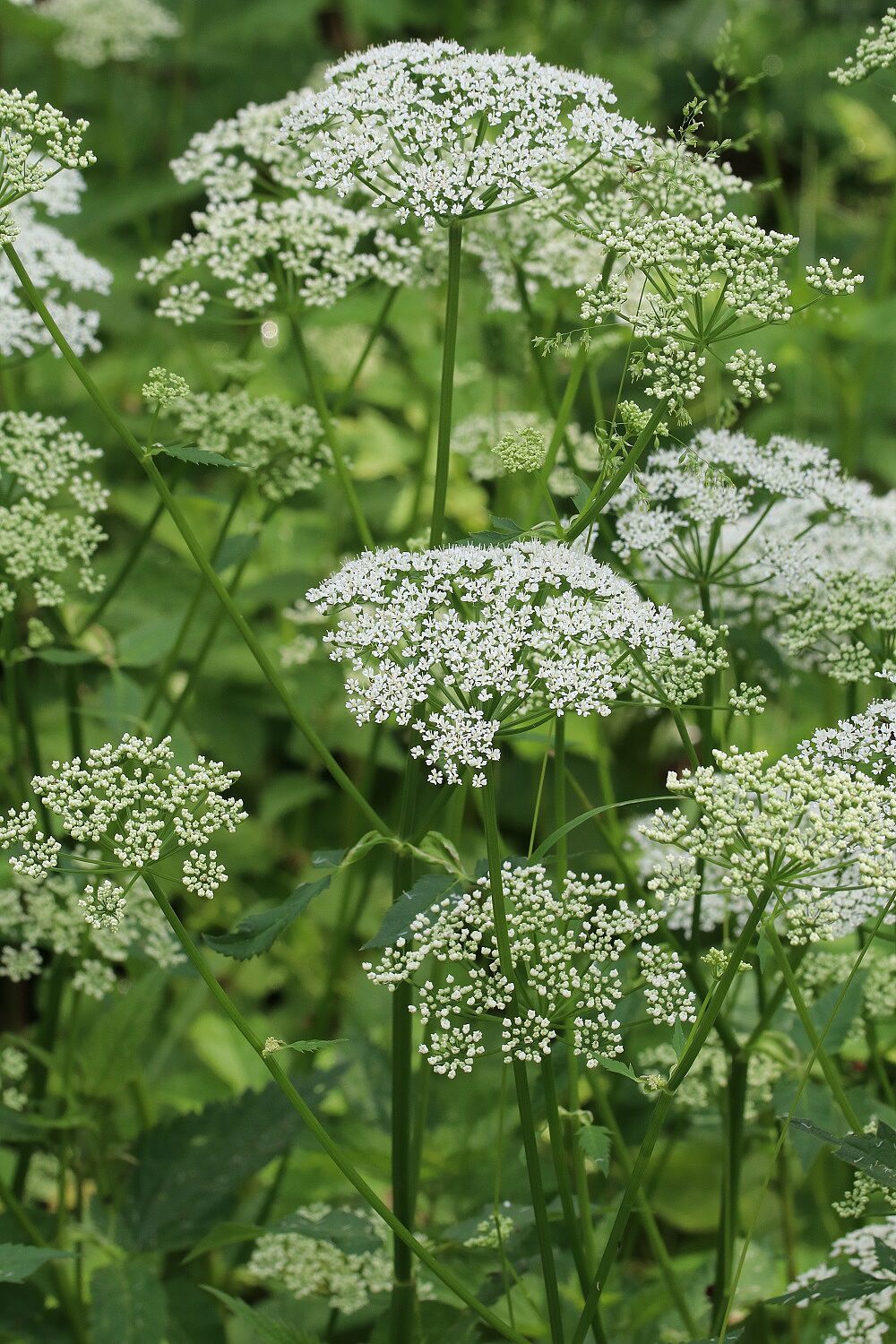 Giersch - Blüte (Foto: Wolfgang Dötsch) Giersch - Blüte