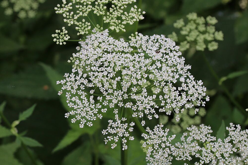 Giersch - Blüte (Foto: Wolfgang Dötsch) Giersch - Blüte
