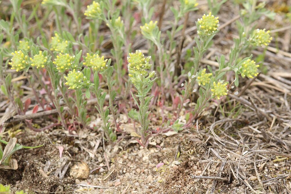 Kelch-Steinkraut (Alyssum alyssoides)