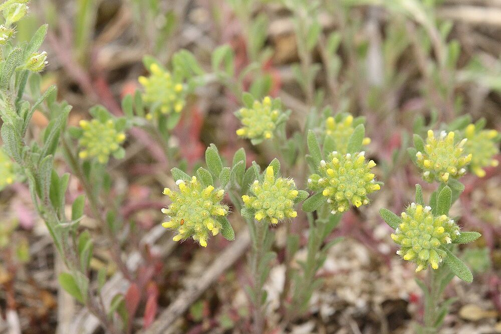 Kelch-Steinkraut (Alyssum alyssoides)