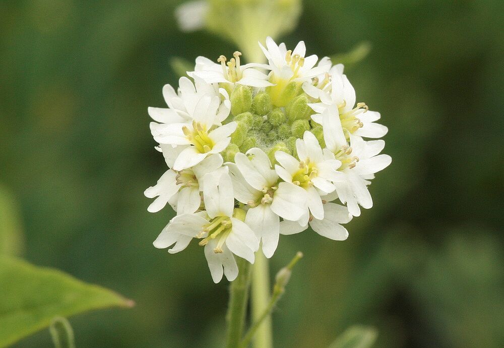 Graukresse (Berteroa incana)