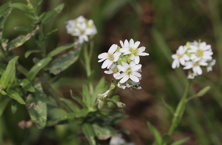 Graukresse (Berteroa incana)