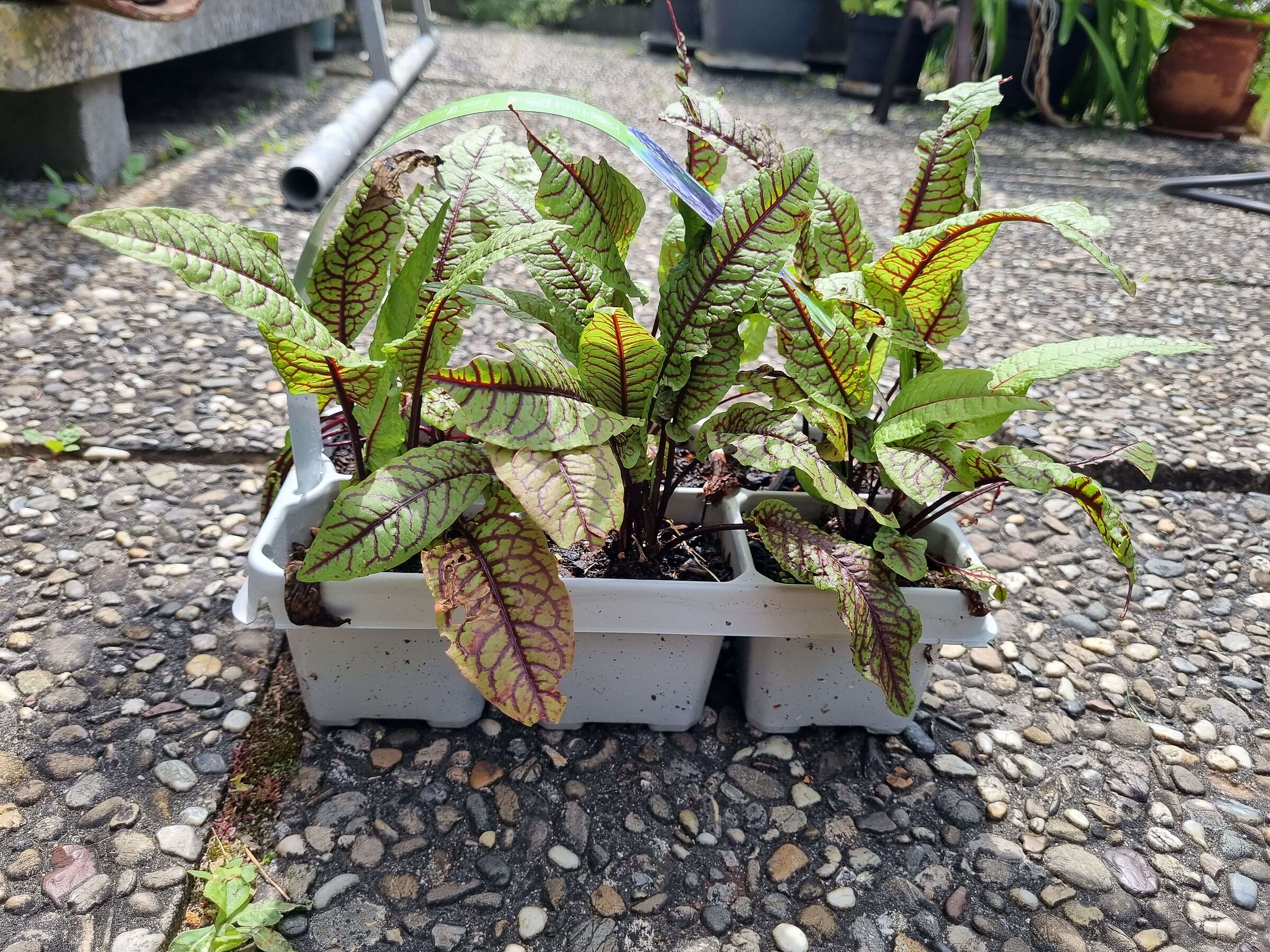 Blutampfer Blutampfer