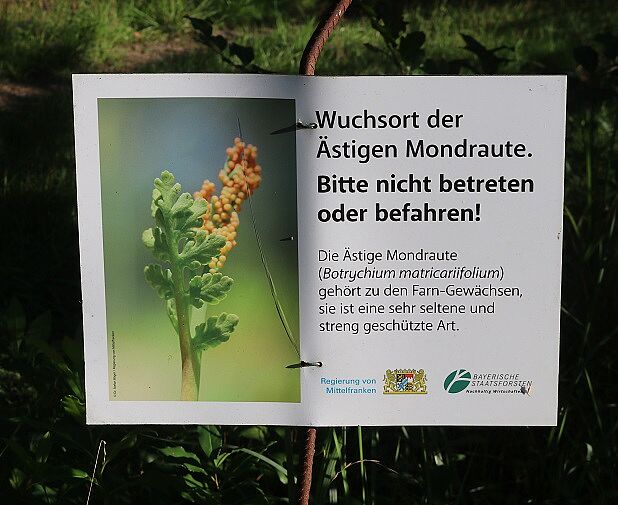 Hinweisschild Ästiger Rautenfarn