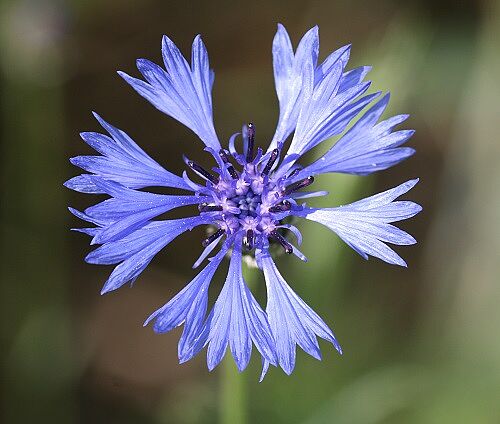 Kornblume (Cyanus segetum)