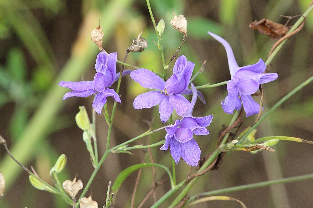 Feld-Rittersporn (Consolida regalis) 