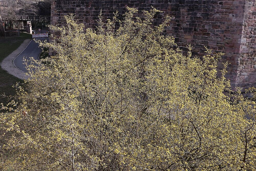 Cornus mas - Kornelkirsche