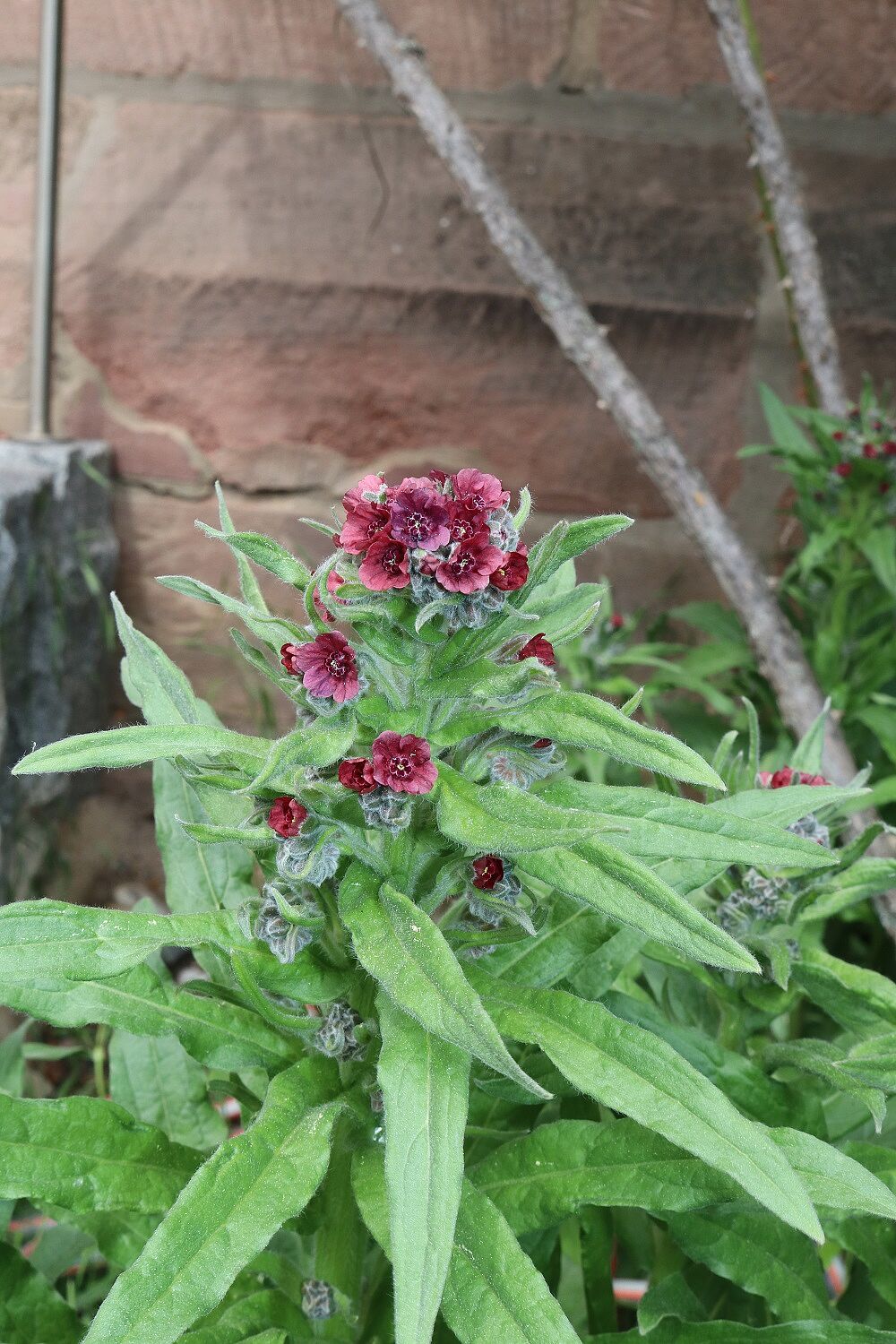 Gewöhnliche Hundszunge (Cynoglossum officinale) 