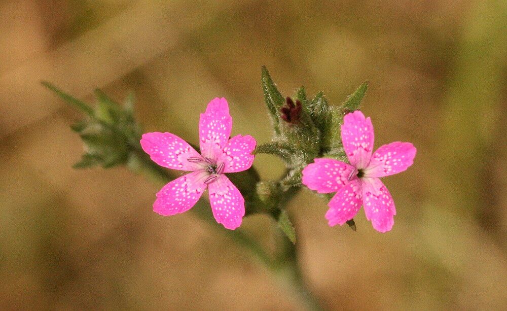 Büschel-Nelke (Dianthus armeria) 