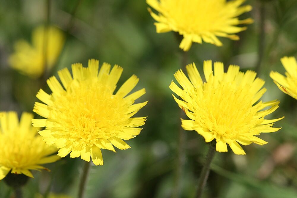 Mausöhrchen-Habichtskraut