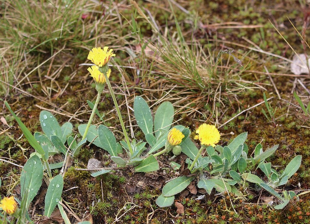 Mausöhrchen-Habichtskraut