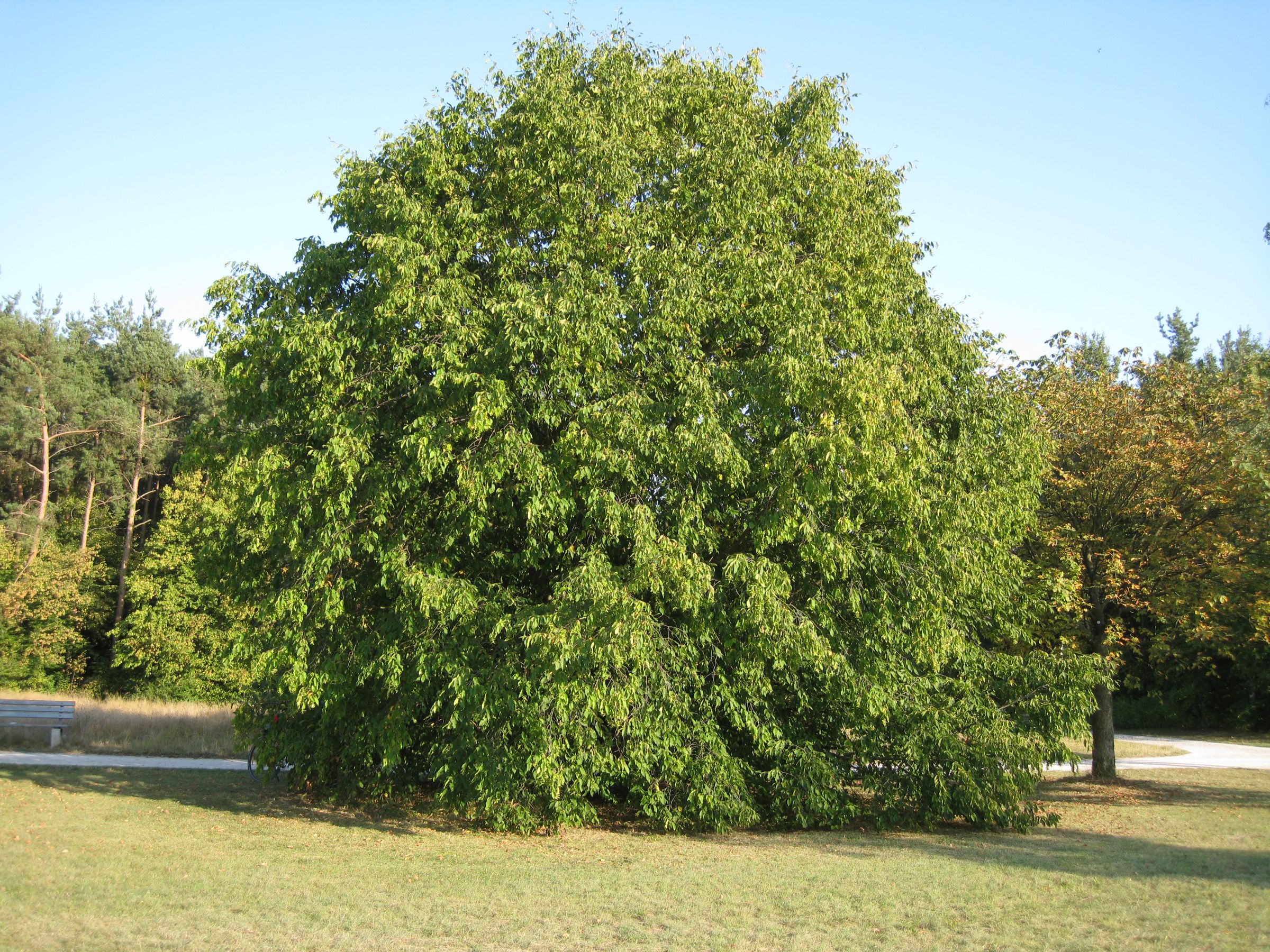 Hainbuche – Habitus