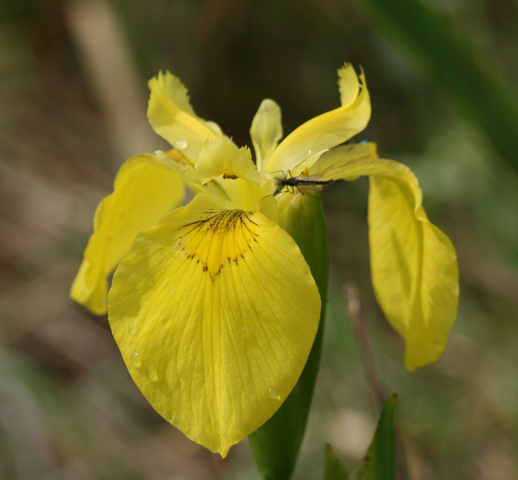 Wasser-Schwertlilie (Iris pseudacorus) 