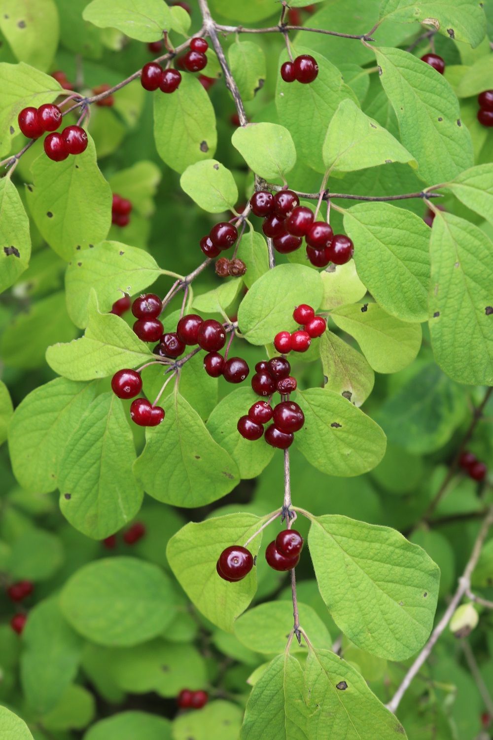 Lonicera xylosteum - Rote Heckenkirsche
