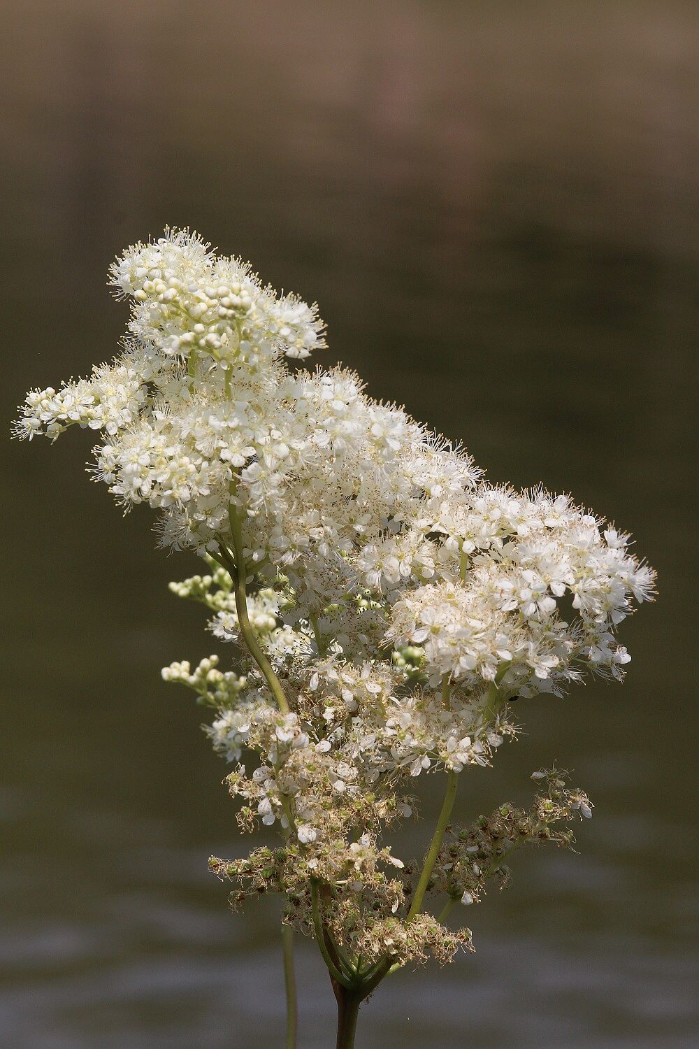 Mädesüß (Foto: Wolfgang Dötsch) Mädesüß
