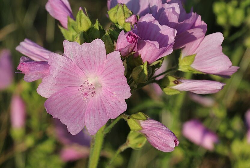 Moschus-Malve (Malva moschata)