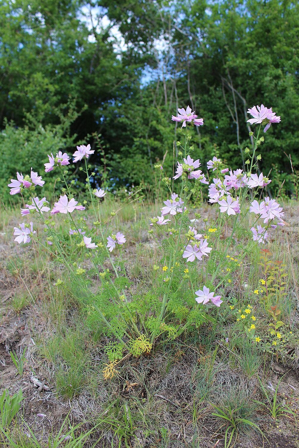 Moschus-Malve (Malva moschata)
