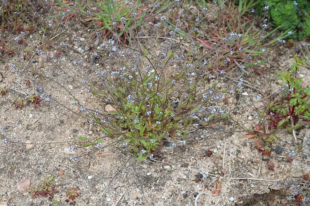 Ästiges Vergissmeinnicht (Myosotis ramosissima)
