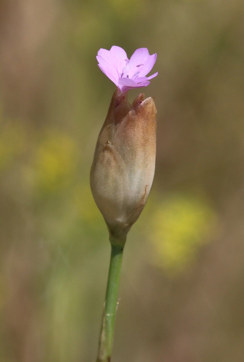 Sprossende Felsennelke (Petrorhagia prolifera)