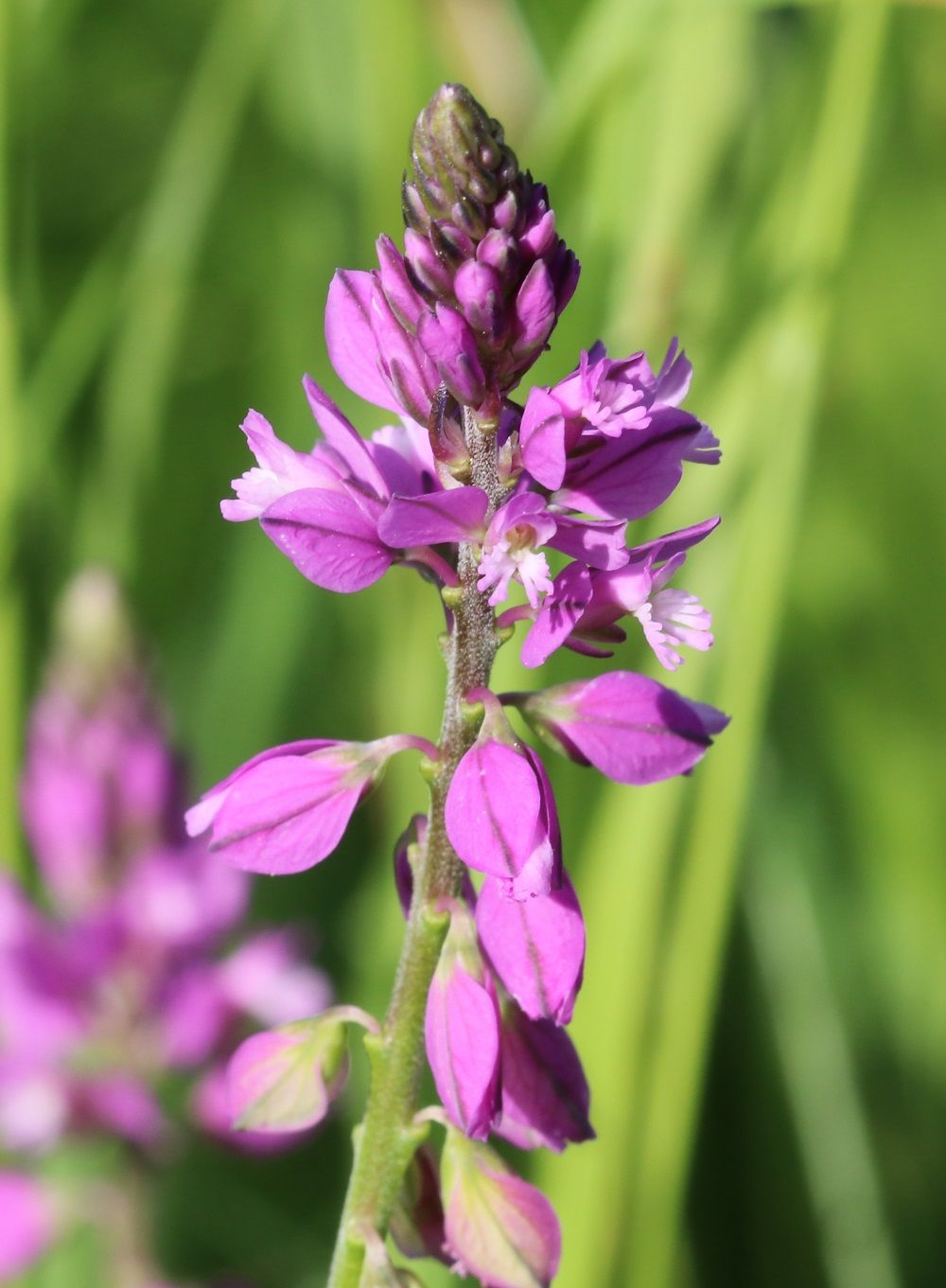 Schopfige Kreuzblume/Foto: Wolfgang Dötsch Schopfige Kreuzblume