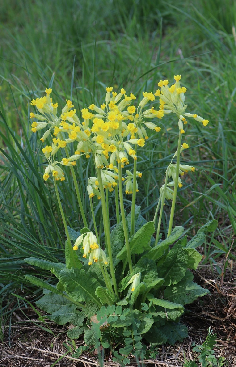 Echte Schlüsselblume/Foto: Wolfgang Dötsch Echte Schlüsselblume