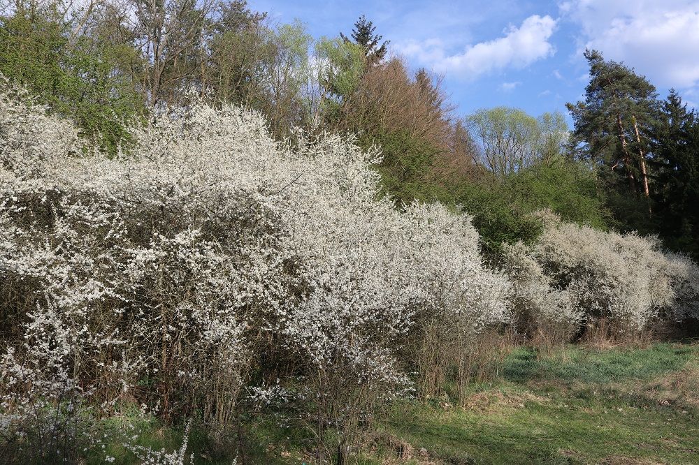 Prunus spinosa - Schlehe