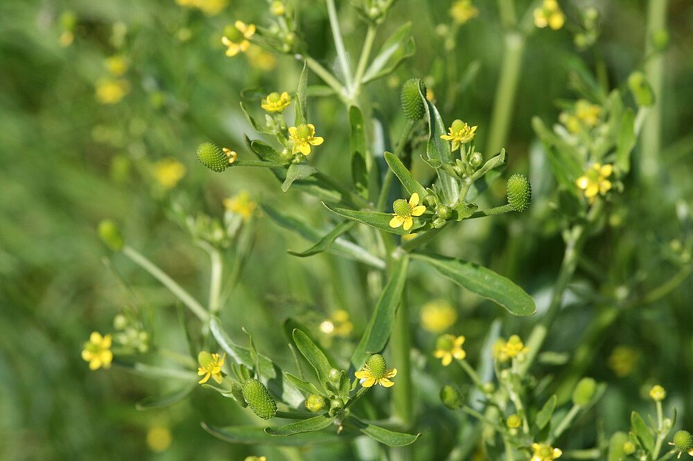 Gift-Hahnenfuß (Ranunculus sceleratus)