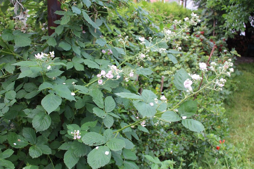 Rubus armeniacus - Garten-Brombeere