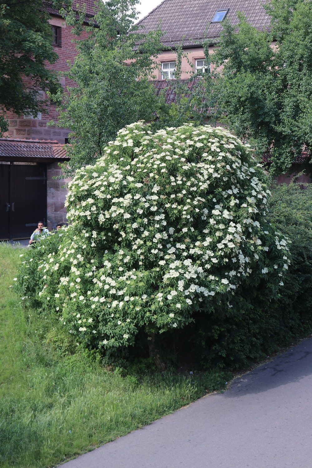 Sambucus nigra - Schwarzer Holunder