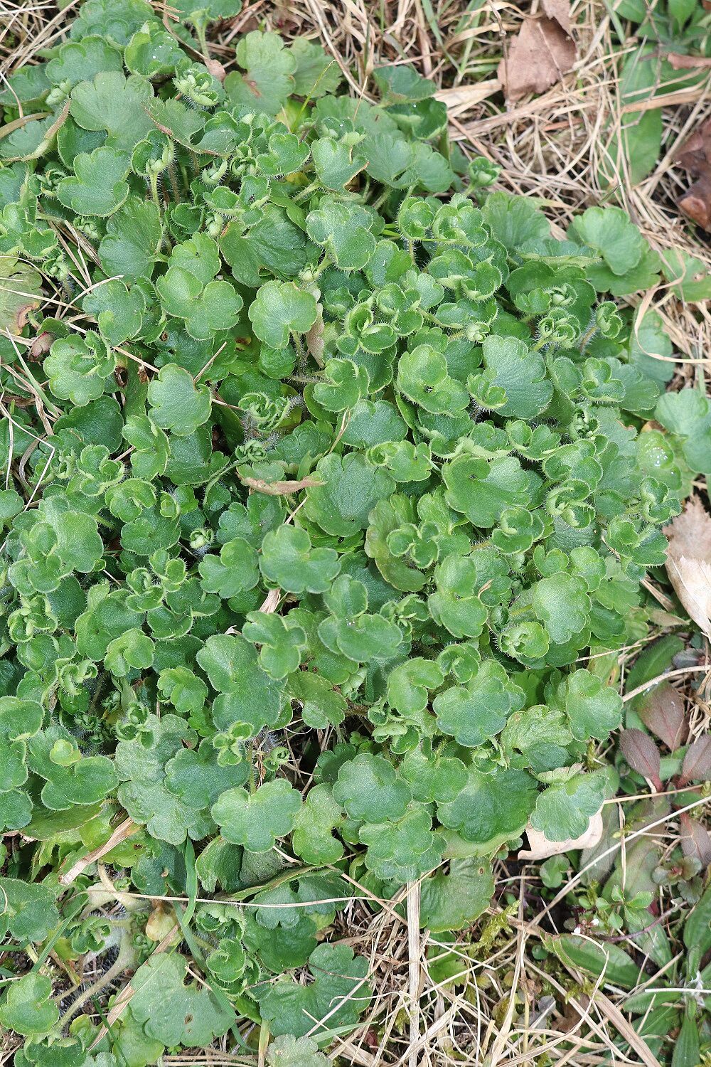 Knöllchen-Steinbrech (Saxifraga granulata)