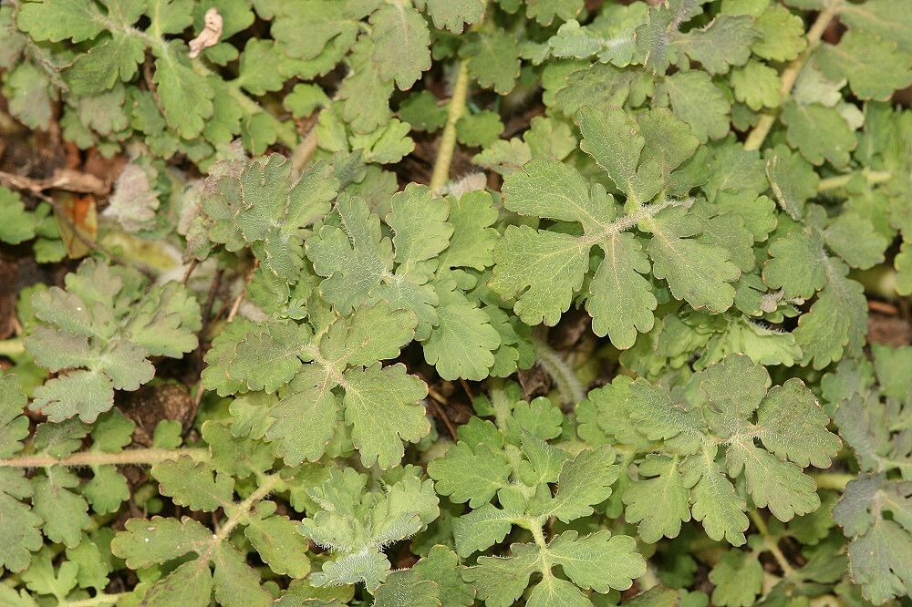 Schöllkraut - Blätter (Foto: Wolfgang Dötsch) Schöllkraut - Blätter