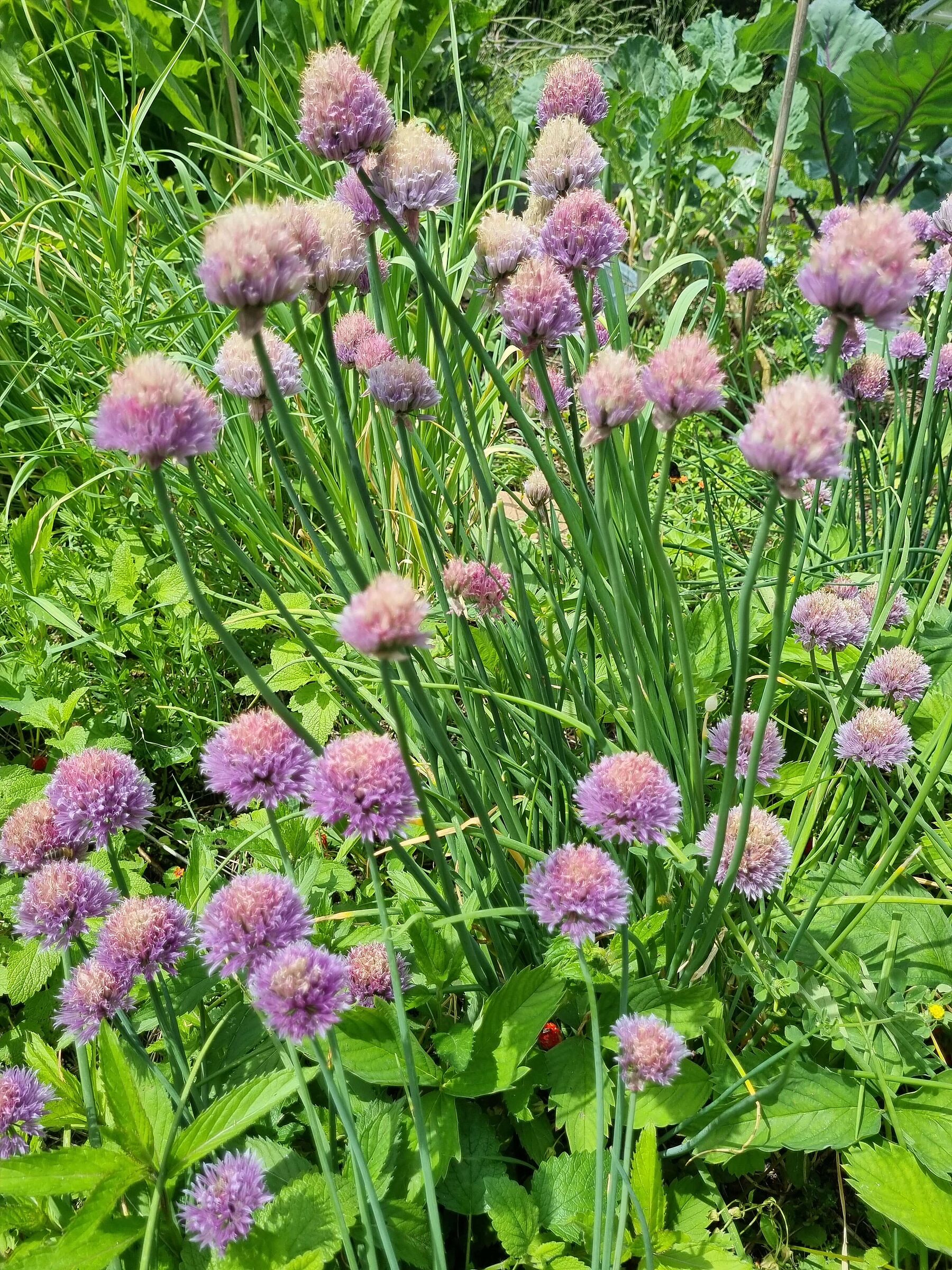 Schnittlauch Schnittlauch