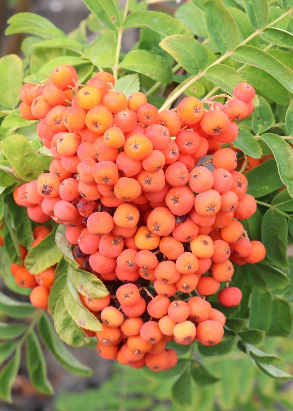 Sorbus aucuparia - Vogelbeere