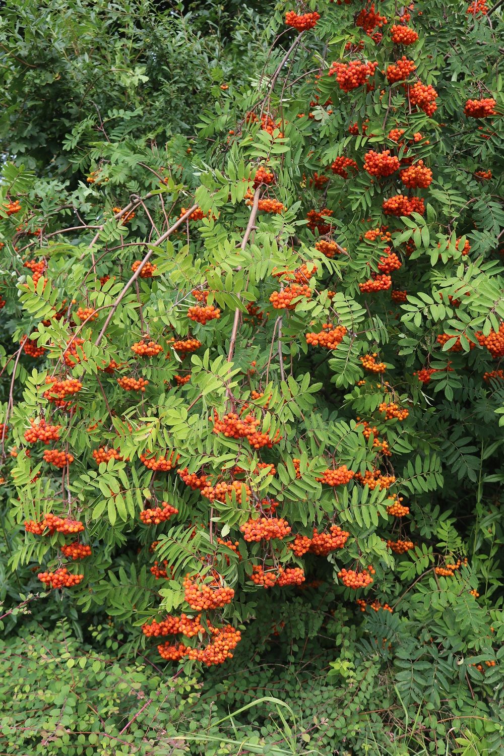 Sorbus aucuparia - Vogelbeere