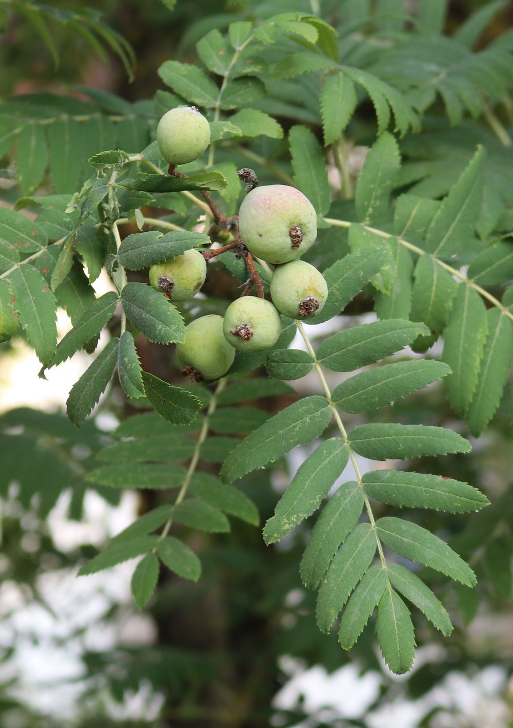 Sorbus domestica - Speierling