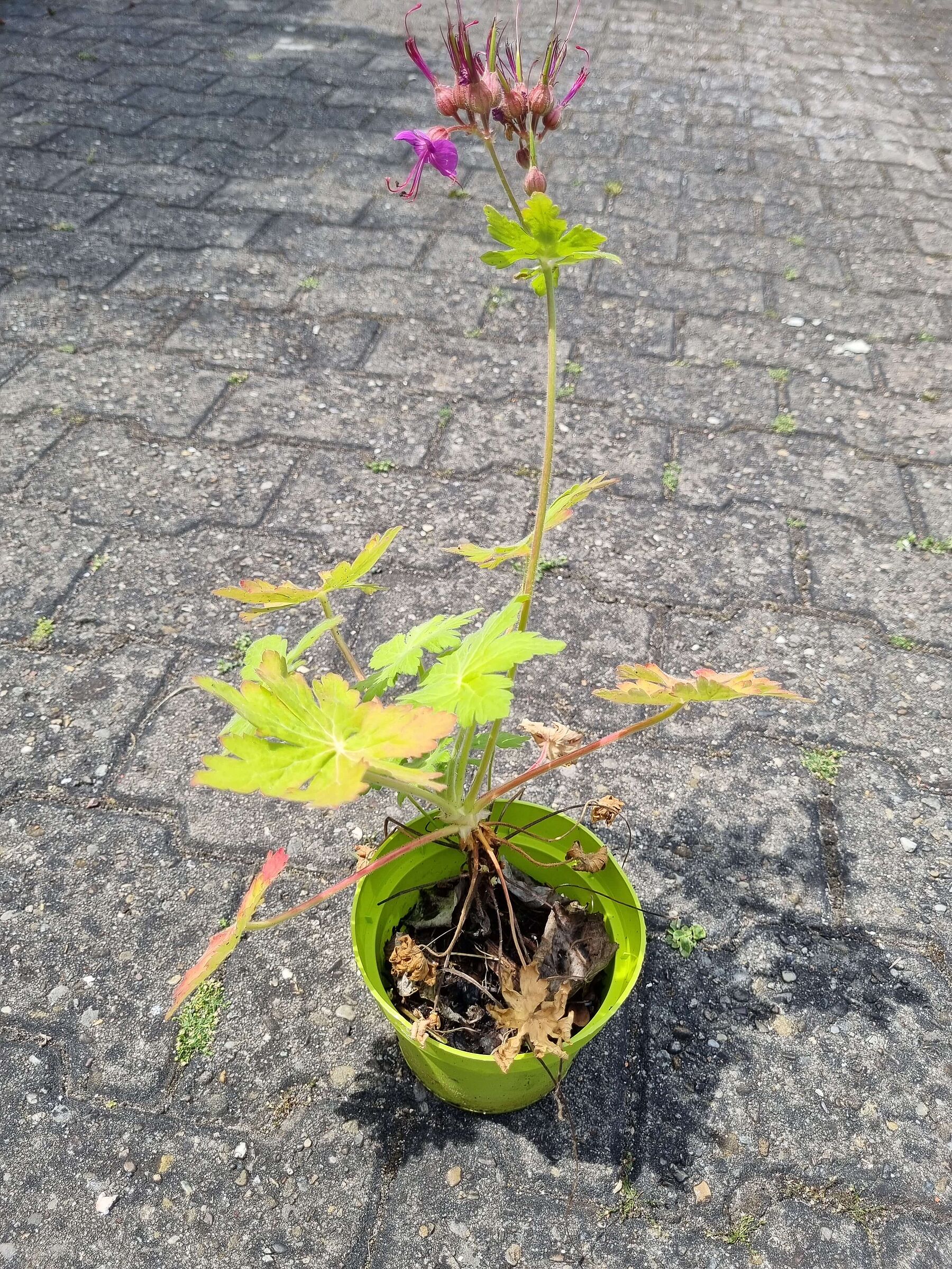 Storchschnabel Storchschnabel