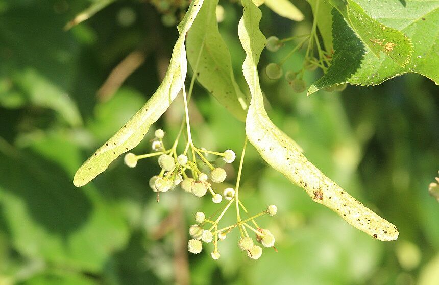Linde - junge Früchte (Foto: Wolfgang Dötsch) Linde - junge Früchte
